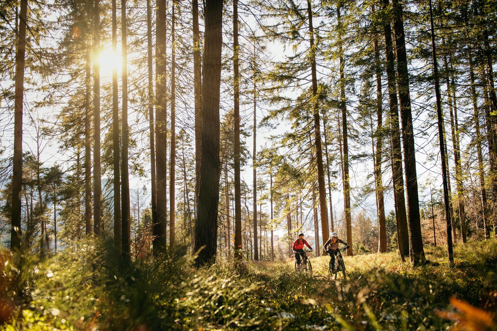 Zwei Personen fahren Bosch E-Bikes durch einen sonnigen Wald, ideal für Outdoor-Abenteuer und Naturliebhaber.