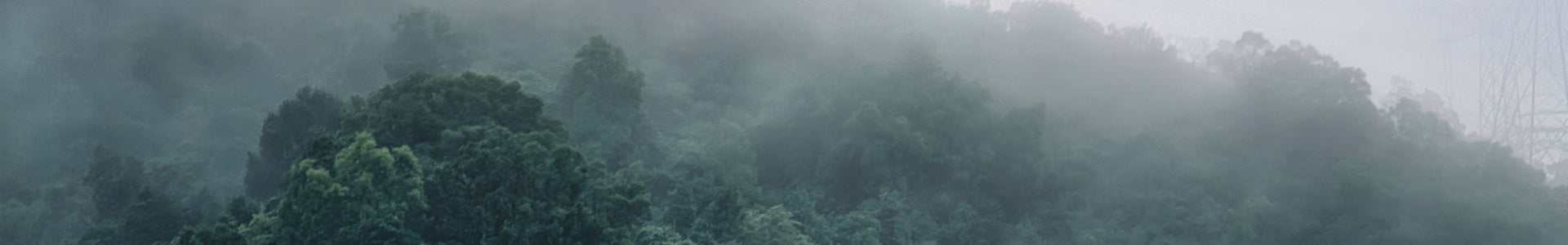 Bäume im Nebel