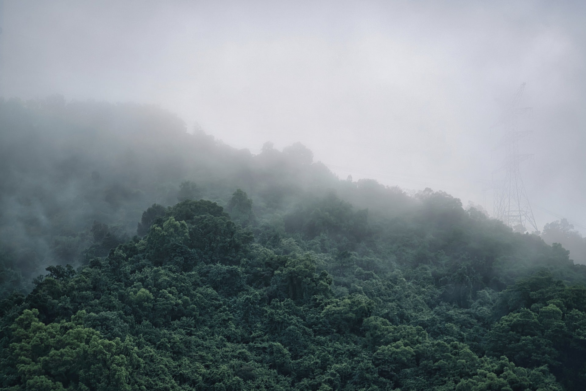 Nebliger Wald mit Strommast im Hintergrund, Dunst verdeckt teilweise die Bäume, Wolken ziehen über die Hügel.